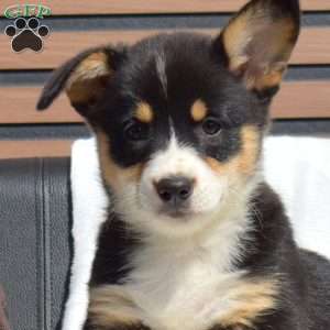 Shea, Pembroke Welsh Corgi Puppy