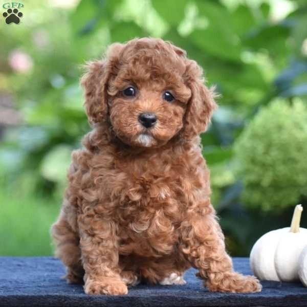 Sheba, Cavapoo Puppy