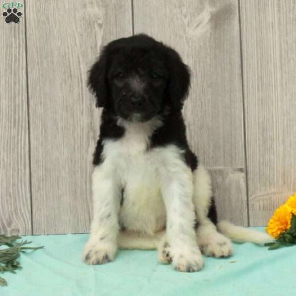 Sheila, Borderdoodle Puppy