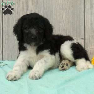Sheila, Borderdoodle Puppy
