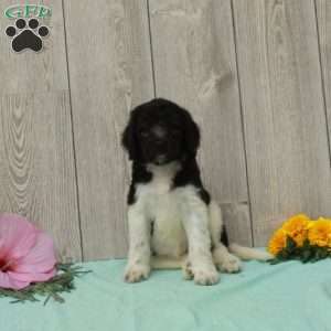 Sheila, Borderdoodle Puppy