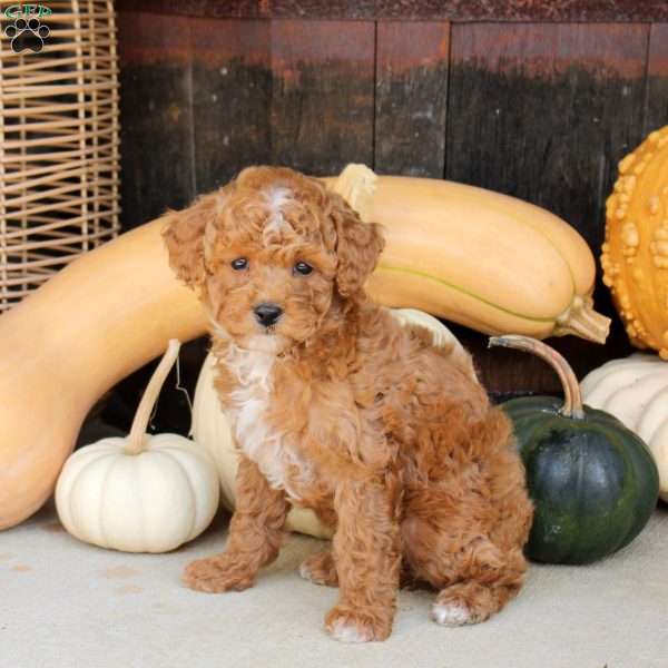 Shelly, Bich-Poo Puppy