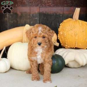 Shelly, Bich-Poo Puppy