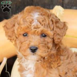Shelly, Bich-Poo Puppy