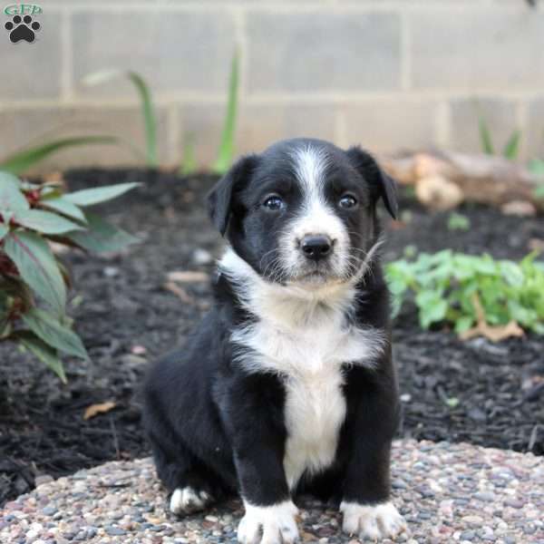 Shelly, Border Collie Mix Puppy