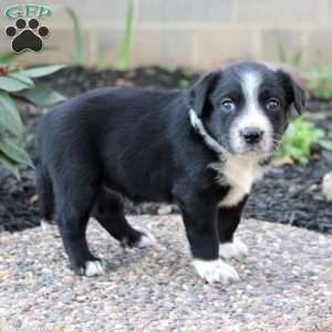 Shelly, Border Collie Mix Puppy