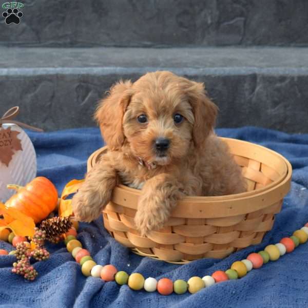 Sherlock, Cavapoo Puppy