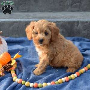 Sherlock, Cavapoo Puppy