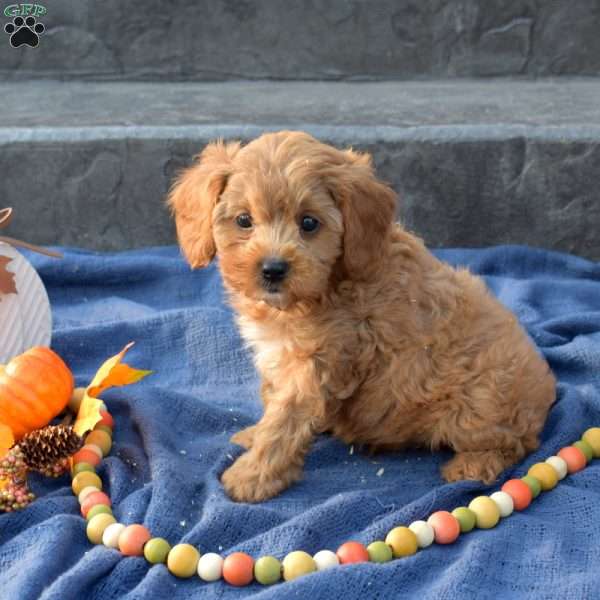 Sherlock, Cavapoo Puppy