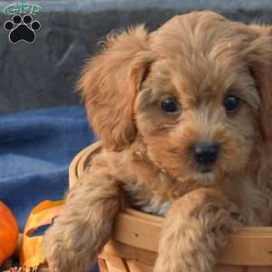 Sherlock, Cavapoo Puppy