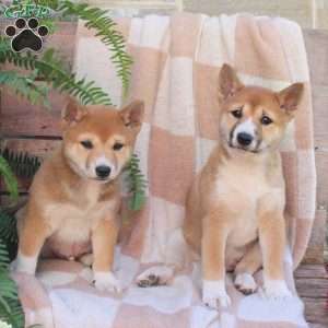 Poppy, Shiba Inu Puppy