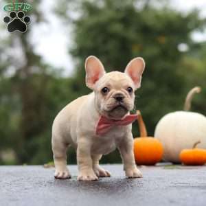 Shiloh, French Bulldog Puppy