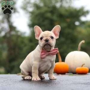 Shiloh, French Bulldog Puppy