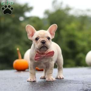 Shiloh, French Bulldog Puppy