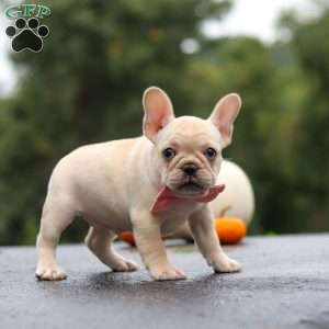Shiloh, French Bulldog Puppy