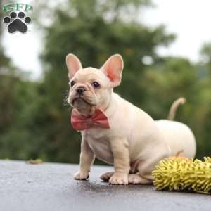 Shiloh, French Bulldog Puppy