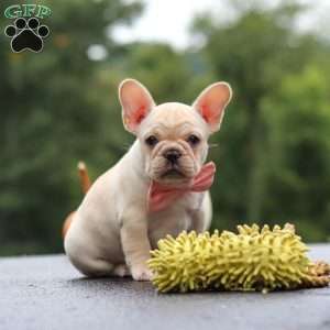 Shiloh, French Bulldog Puppy