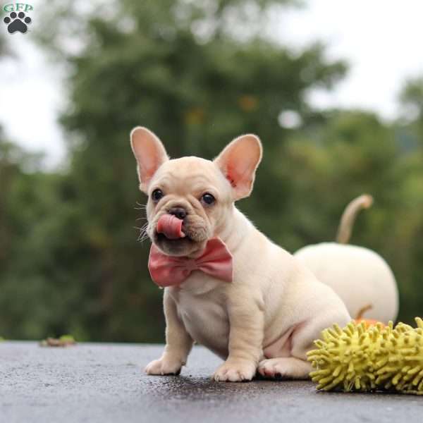Shiloh, French Bulldog Puppy