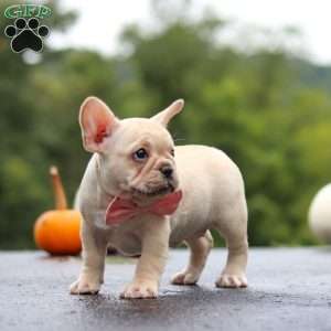 Shiloh, French Bulldog Puppy