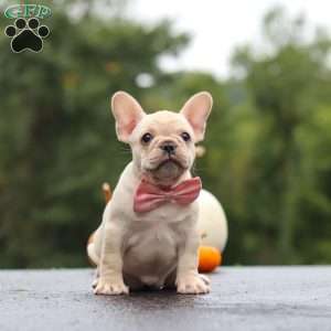 Shiloh, French Bulldog Puppy