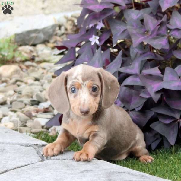 Shiloh, Dachshund Puppy
