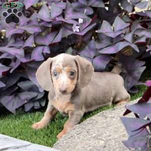 Shiloh, Dachshund Puppy
