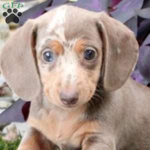 Shiloh, Dachshund Puppy