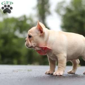 Shiloh, French Bulldog Puppy