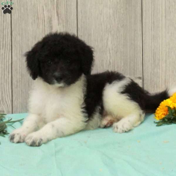Shirley, Borderdoodle Puppy