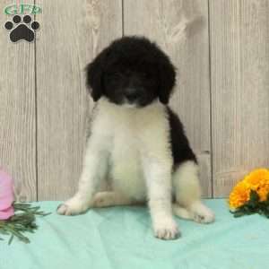 Shirley, Borderdoodle Puppy