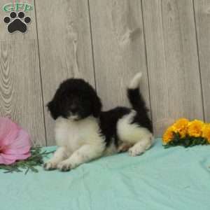 Shirley, Borderdoodle Puppy