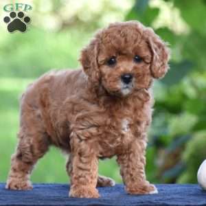 Shirley, Cavapoo Puppy
