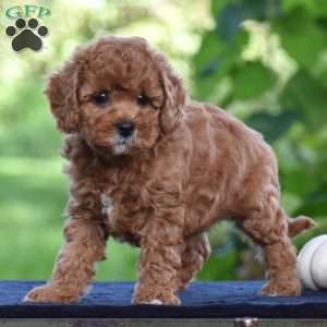 Shirley, Cavapoo Puppy