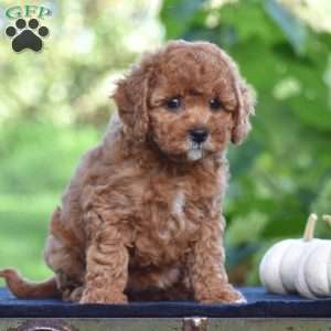 Shirley, Cavapoo Puppy