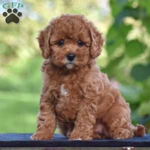 Shirley, Cavapoo Puppy