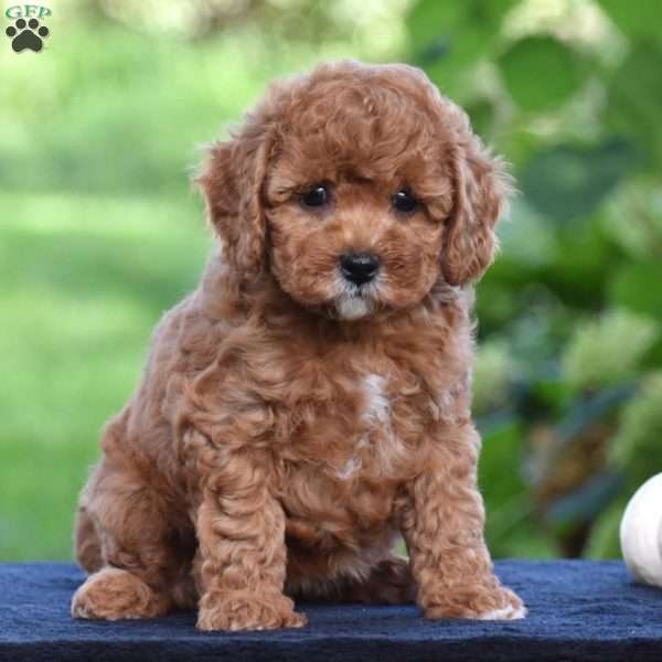 Shirley, Cavapoo Puppy