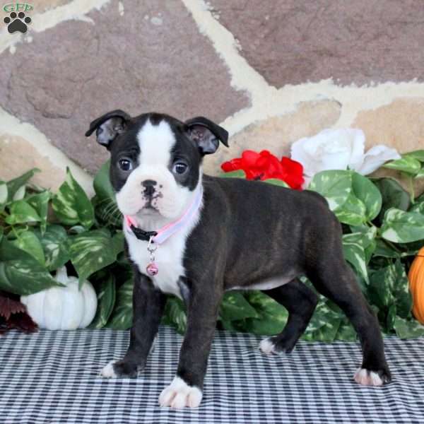 Sianna, Boston Terrier Puppy