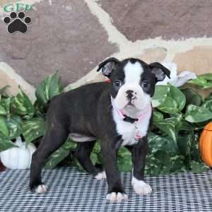 Sianna, Boston Terrier Puppy