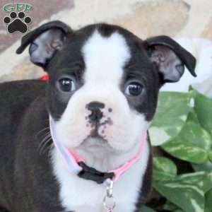 Sianna, Boston Terrier Puppy
