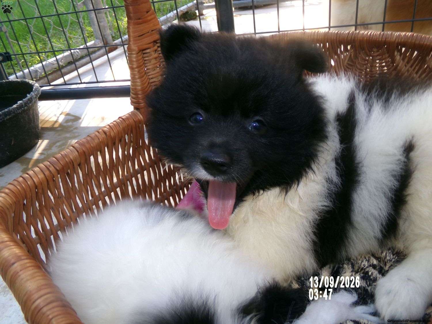 Sierra, Pomeranian