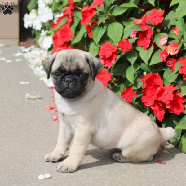 Silas, Pug Puppy