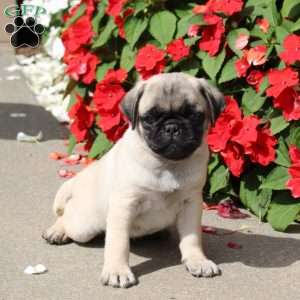 Silas, Pug Puppy