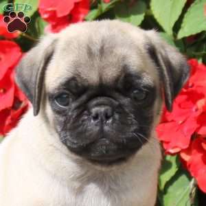 Silas, Pug Puppy