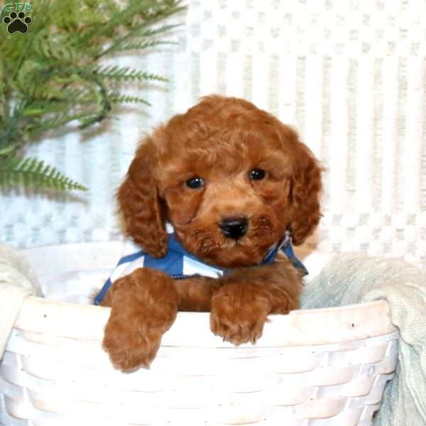 Silas, Miniature Poodle Puppy
