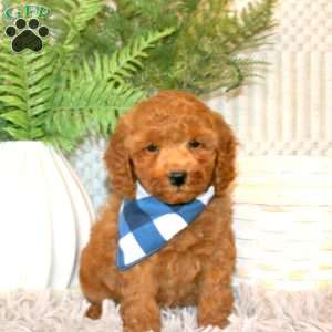Silas, Miniature Poodle Puppy