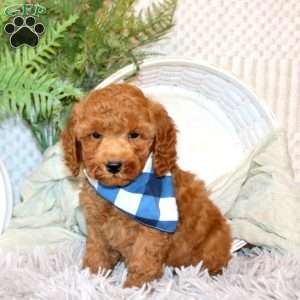 Silas, Miniature Poodle Puppy