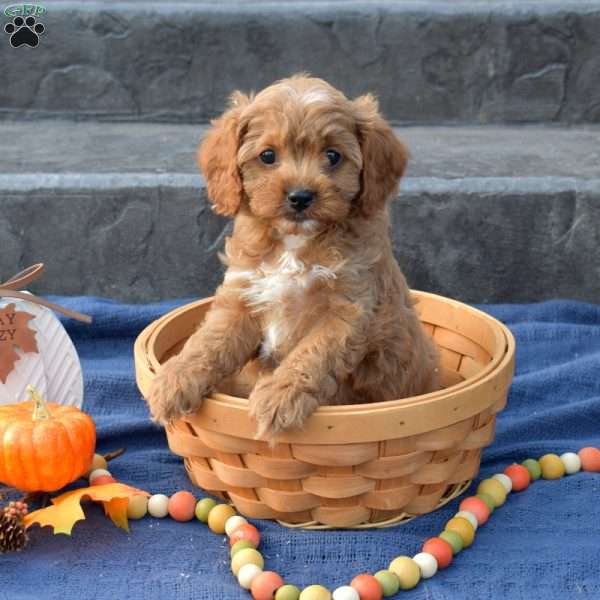 Silo, Cavapoo Puppy