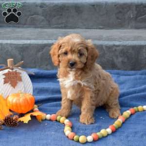 Silo, Cavapoo Puppy