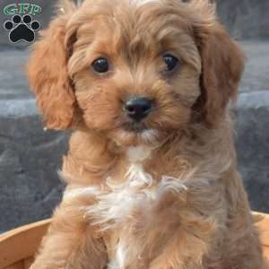 Silo, Cavapoo Puppy