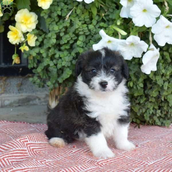 Simba, Corgipoo Puppy